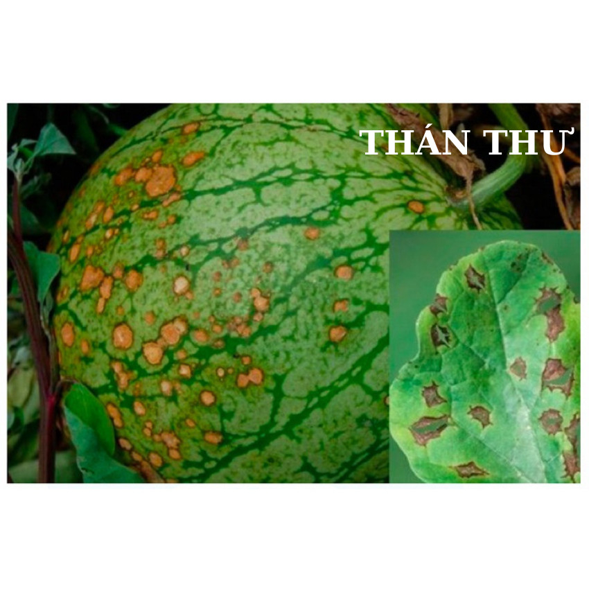 Chế phẩm chuyên xử lý sương mai, phấn trắng, thán thư, thối rễ, chết cây con, vàng lá, tóp đầu lá trên rau màu, cây cảnh