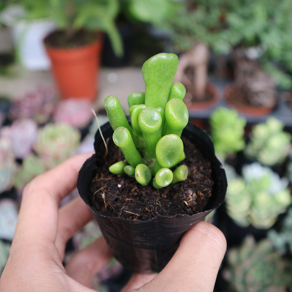 Sen đá ống điếu khoẻ đẹp, dễ chăm sóc