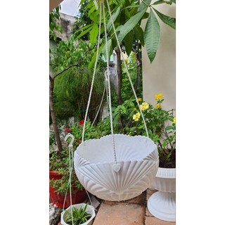 (mẫu mới) chậu treo sò cao cấp trồng hoa siêu đẹp size lớn 20cm