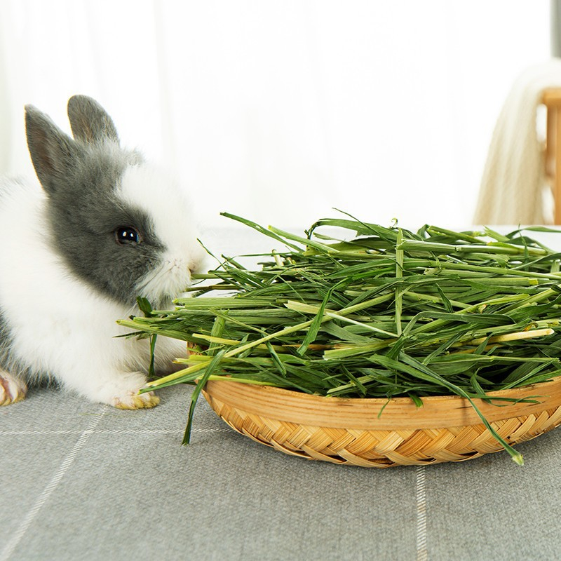 cỏ tiểu mạch thảo cho thỏ gunea pig sóc bắc mỹ (nguyên cọng)