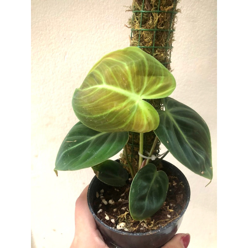 Cây kiểng lá Philodendron El Choco Red