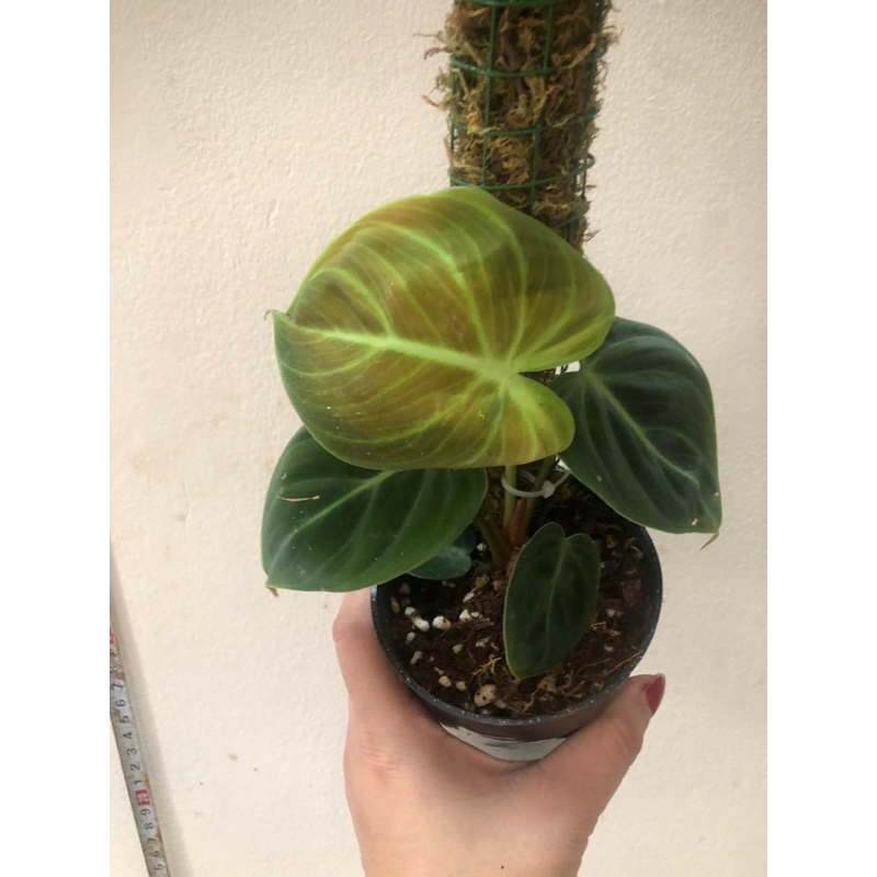 Cây kiểng lá Philodendron El Choco Red