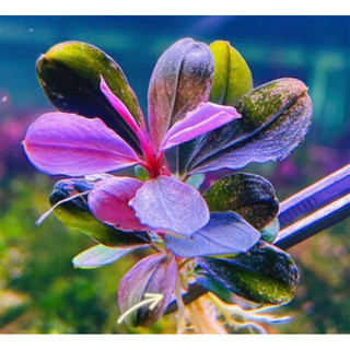 Bucephalandra Pink Malawi - Cây Thuỷ Sinh - AquaSeed