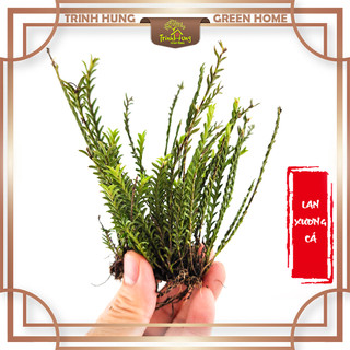 Lan xương cá - cây ghép bán cạn, tiểu cảnh, bán cạn, terrarium