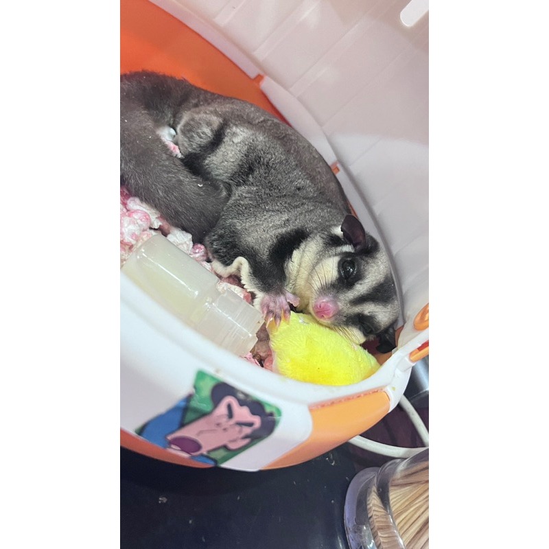 Bột sữa béo pha chung đồ ăn cho Sóc Bay Úc-Sóc Bông-Đất