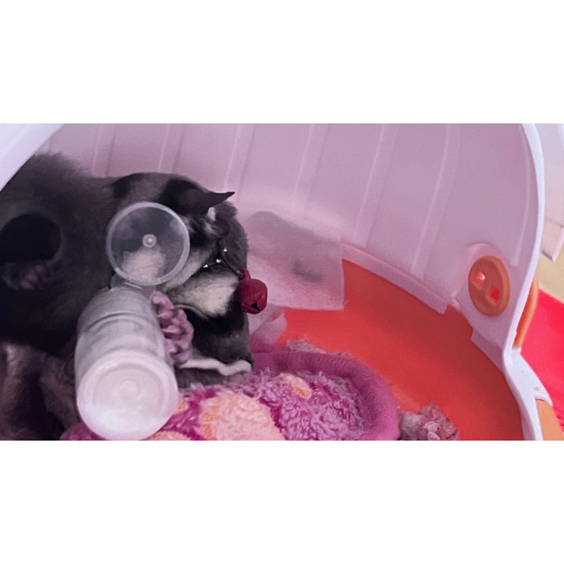 Bột sữa béo pha chung đồ ăn cho Sóc Bay Úc-Sóc Bông-Đất