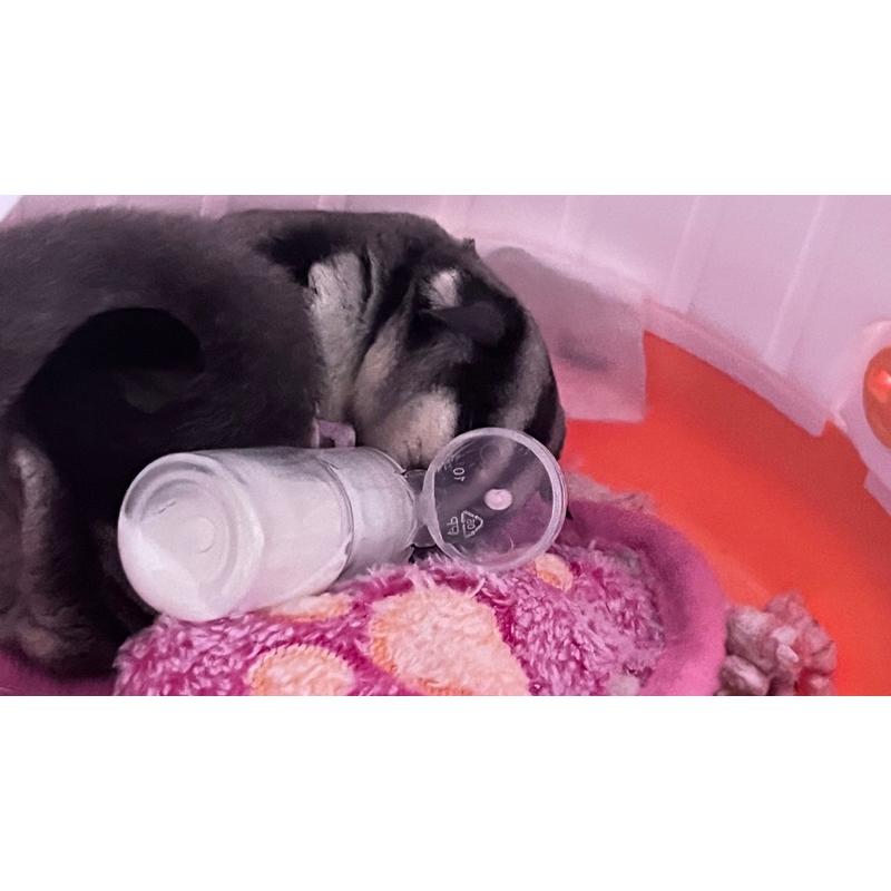 Bột sữa béo pha chung đồ ăn cho Sóc Bay Úc-Sóc Bông-Đất