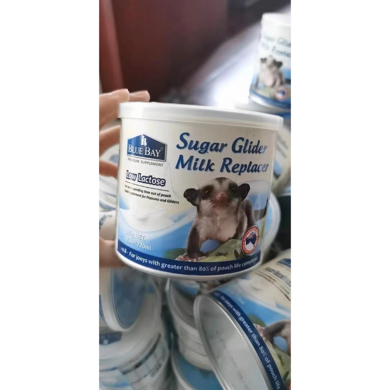 Bột sữa béo pha chung đồ ăn cho Sóc Bay Úc-Sóc Bông-Đất