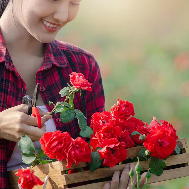 Sữa tắm Palmolive tinh dầu hoa hồng - 500ml