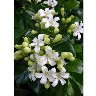 50 cây nguyệt quế giống