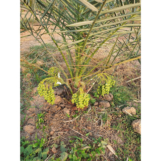 Cây giống chà là Khasab