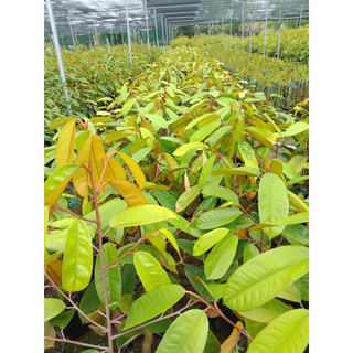 Cây giống sầu riêng ruột đỏ (Cây đẹp được kiểm tra cây)