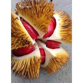 Cây giống sầu riêng ruột đỏ