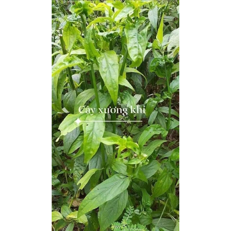 1 Kg Cây xương khỉ Cam kết khô ,xanh thơm mới