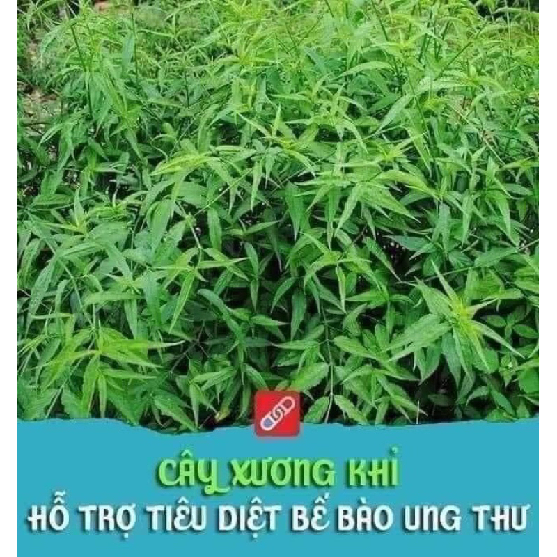 1 Kg Cây xương khỉ Cam kết khô ,xanh thơm mới