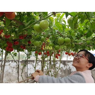 BỘ HẠT GIỐNG CÀ CHUA  (BT 100, QUẢ 100GR , CÂY LEO GIÀN VÒM, GIÀN BẠCH TUỘC KOKHAVA) 5h + 1 túi giá thể ươm 0.5 kg