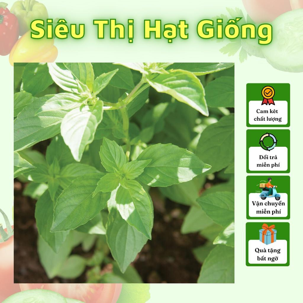 Hạt Giống Rau Thơm Lá É Trắng / Húng Trắng