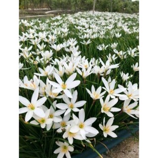 100 Củ Huệ Mưa Trắng