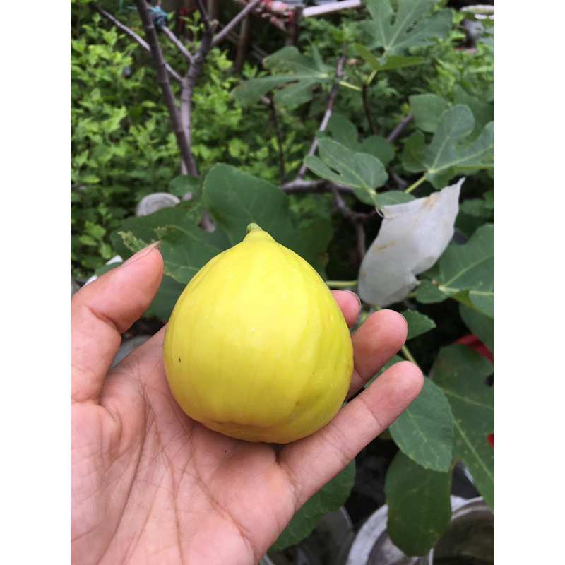 Cây sung giống Meiliya Kuming