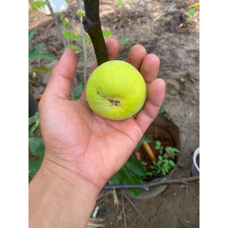 Cây sung giống Meiliya Kuming