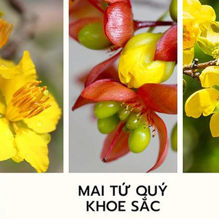 30 cây mai tứ quý