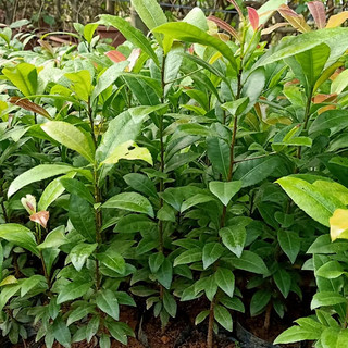 30 chậu cây mai tứ quý con ( cao 20 - 50cm )