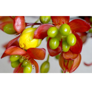 30 chậu cây mai tứ quý con ( cao 20 - 50cm )