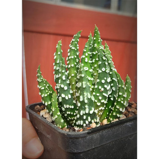 Chậu xương rồng móng rồng Haworthia đốm tròn - Haworthia Pumila Donuts