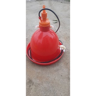 Máng uống tự động cho  gà  chuông Thái Lan.