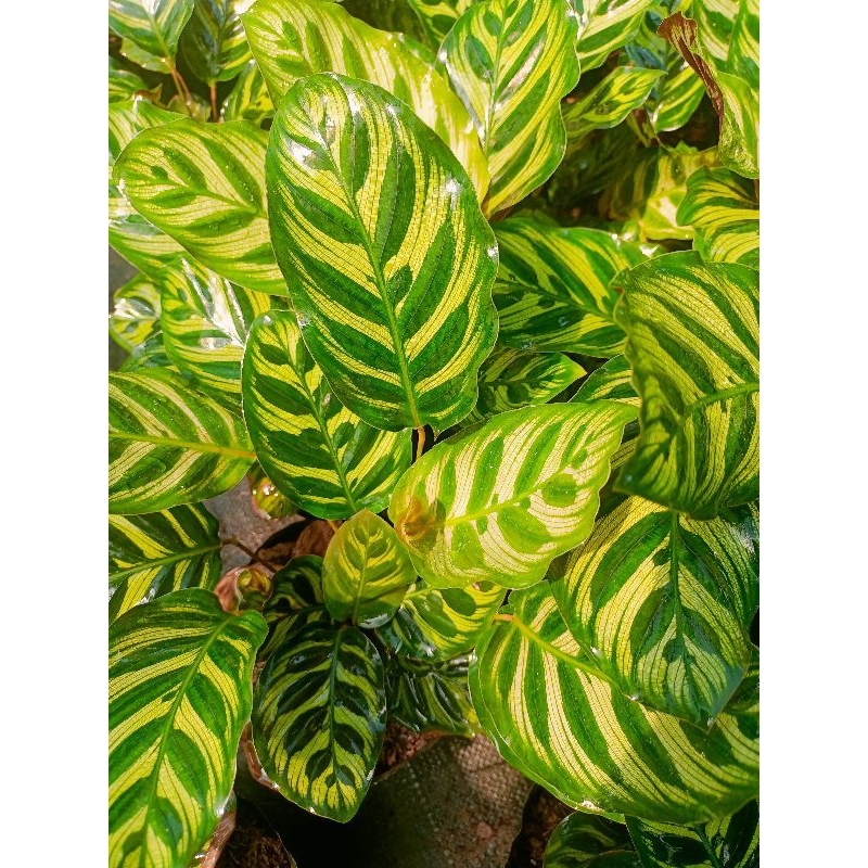 Cây đuôi công ánh kim bịch đất