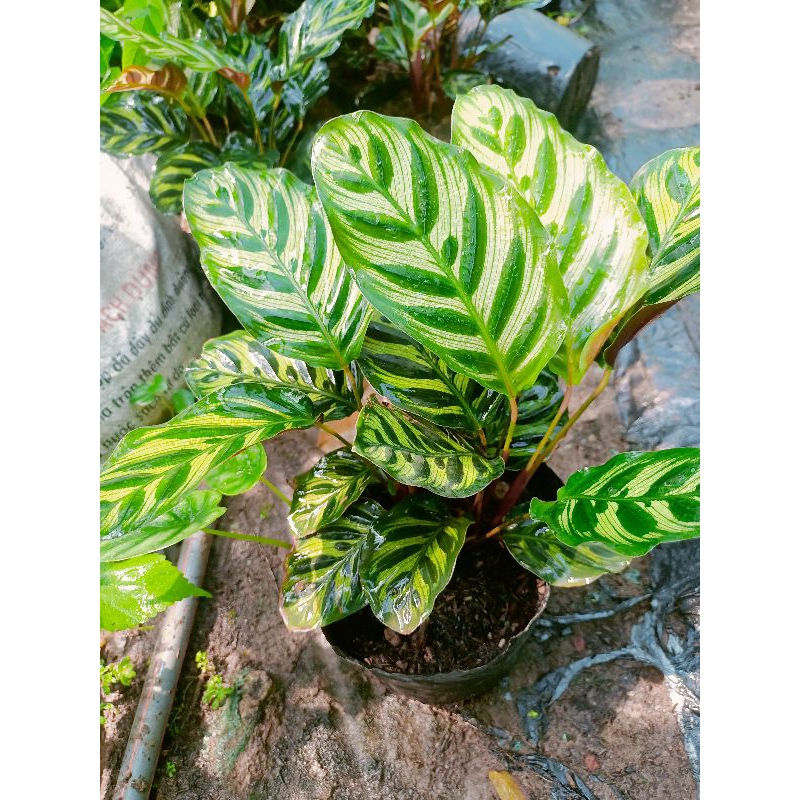 Cây đuôi công ánh kim bịch đất