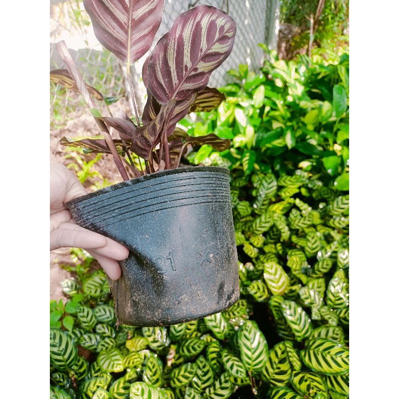 Cây đuôi công ánh kim bịch đất