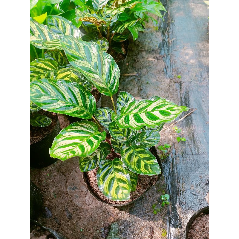 Cây đuôi công ánh kim bịch đất