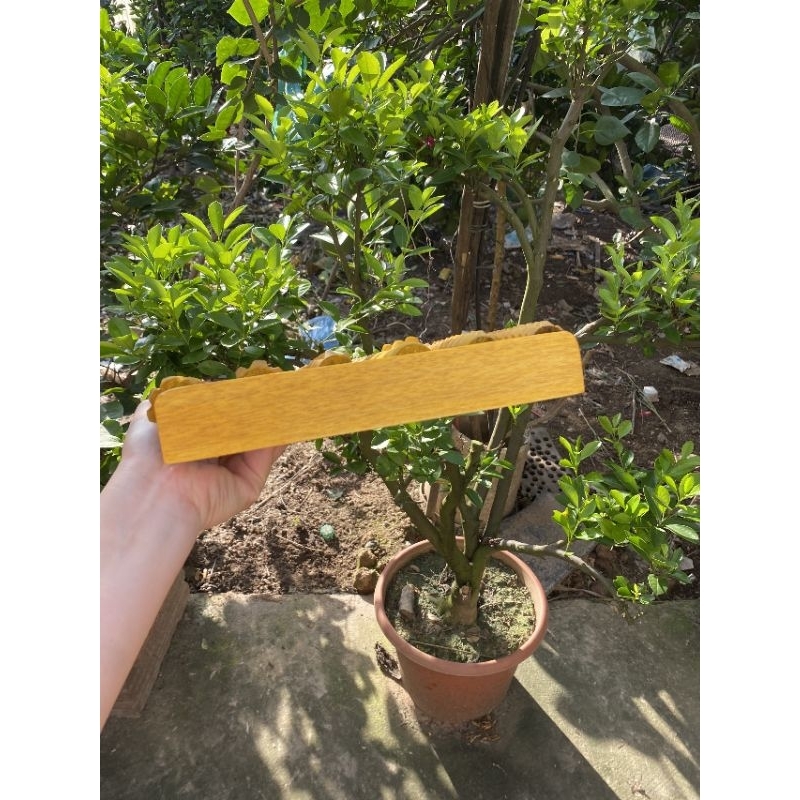 Bàn Lăn Massage Chân Tay Bằng Gỗ Tự Nhiên 1 Trục Nút 5 Trục Gai