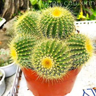 Cây xương rồng vàng