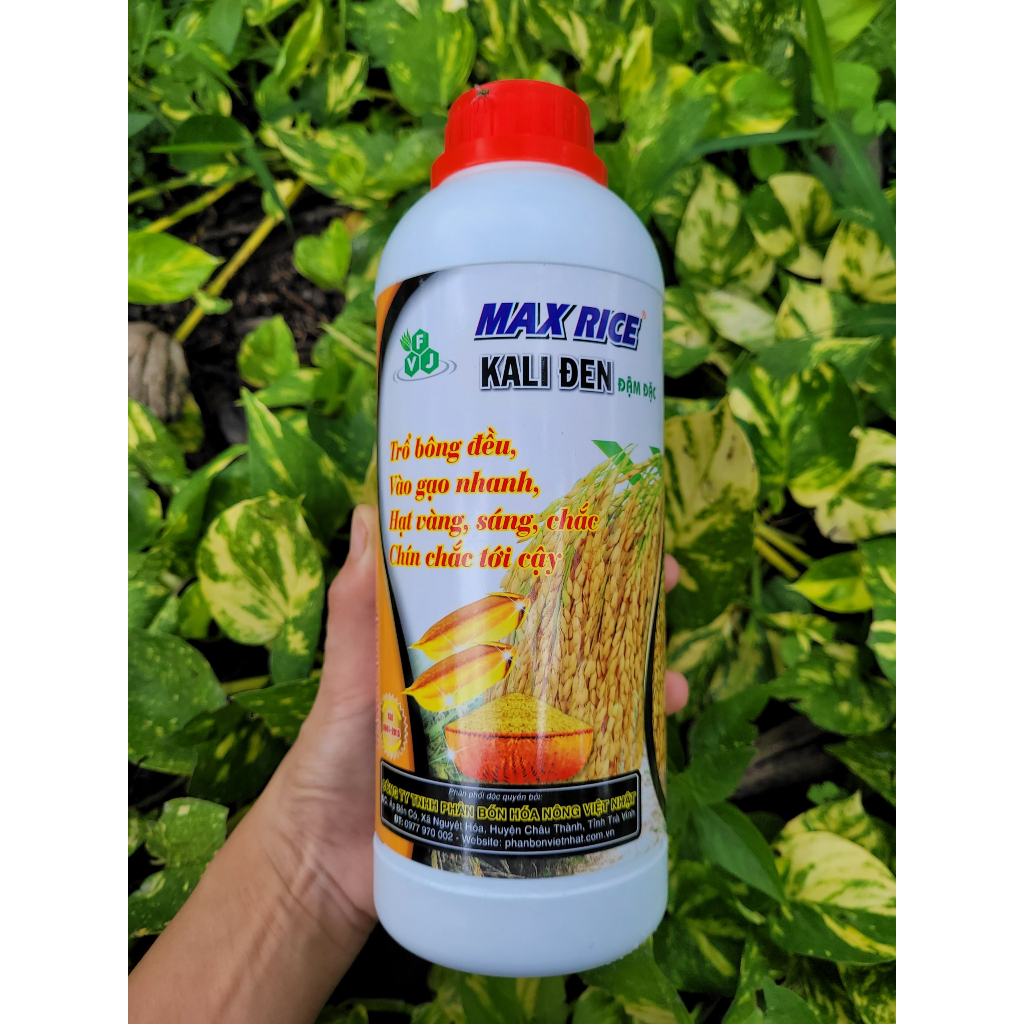 Phân bón lá KALI ĐEN đậm đặc giúp lúa, nếp vô gạo nhanh, chín chắc tới cậy, hạt vàng sáng chắc chai 1 lí