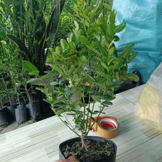 Cây siro lớn chuẩn giống , cây trồng làm cảnh bonsai rất đẹp