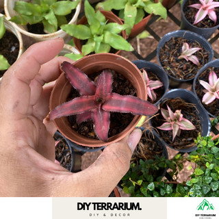 Dứa Phụng, Dứa Tiểu Phụng Mini Kèm Chậu Và Đất Trồng