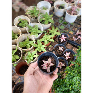 Dứa Phụng, Dứa Tiểu Phụng Mini Kèm Chậu Và Đất Trồng