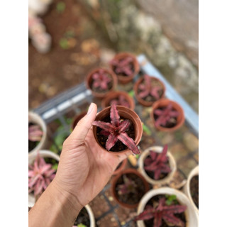 Dứa Phụng, Dứa Tiểu Phụng Mini Kèm Chậu Và Đất Trồng