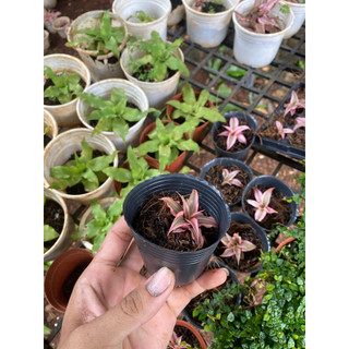 Dứa Phụng, Dứa Tiểu Phụng Mini Kèm Chậu Và Đất Trồng