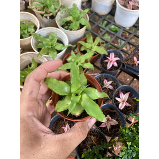 Dứa Phụng, Dứa Tiểu Phụng Mini Kèm Chậu Và Đất Trồng