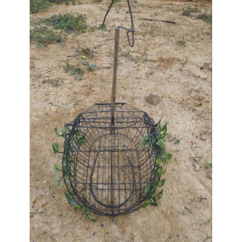 Lồng bẫy chim chào mào thái hàng siêu nhạy giá cực rẻ