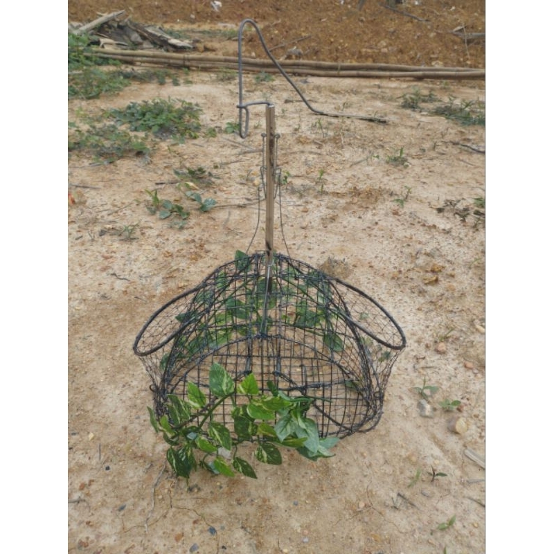 Lồng bẫy chim chào mào thái hàng siêu nhạy giá cực rẻ