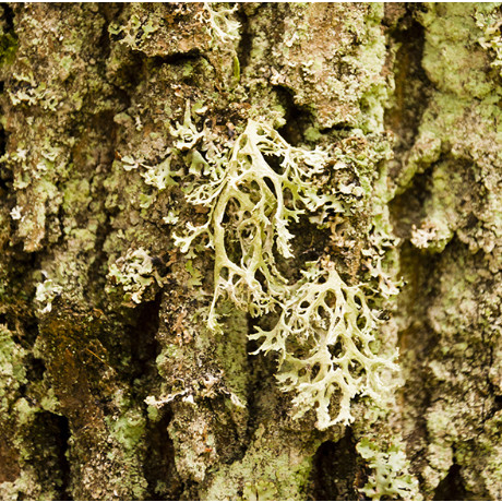 Tinh dầu nước hoa (Accord base) CW MOSS cao cấp 2ML/ 5ML_BASE Note