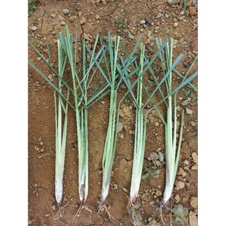 Cây Sả Giống ( mua 5 tặng 1)