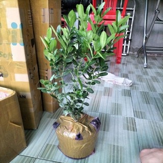 Cây siro lớn chuẩn giống , cây trồng làm cảnh bonsai rất đẹp