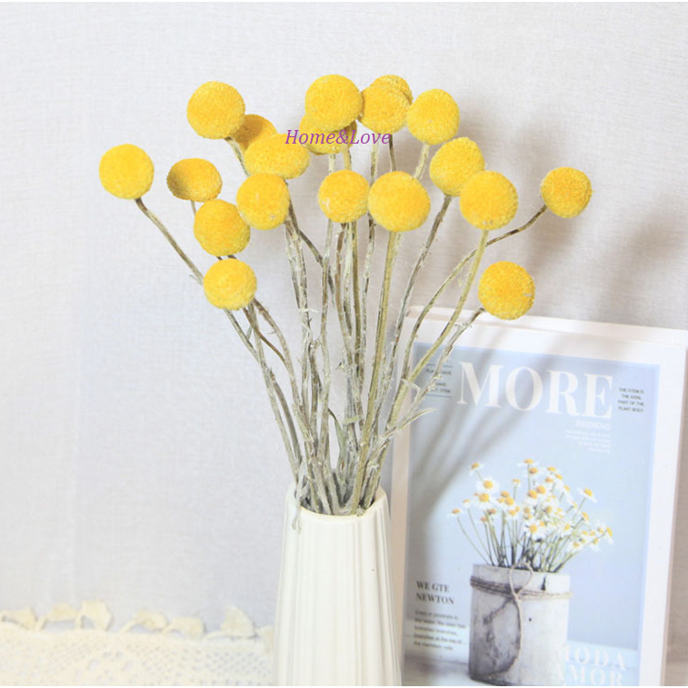 Hoa khô vintage: Lau pamspas, Sậy, Cỏ đuôi thỏ, Cúc nút áo