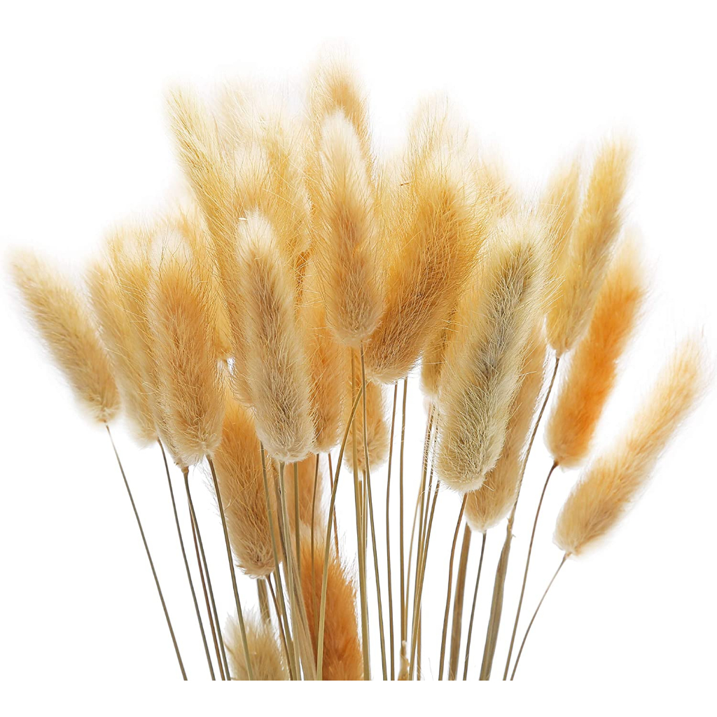 Hoa khô vintage: Lau pamspas, Sậy, Cỏ đuôi thỏ, Cúc nút áo