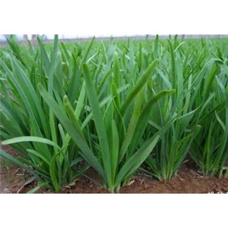 1gram hạt giống hẹ cao sản